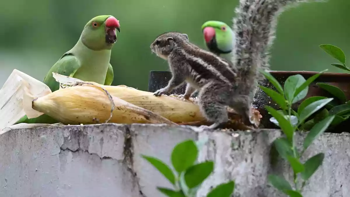 200 parrots die of food poisoning in MP's Khargone district