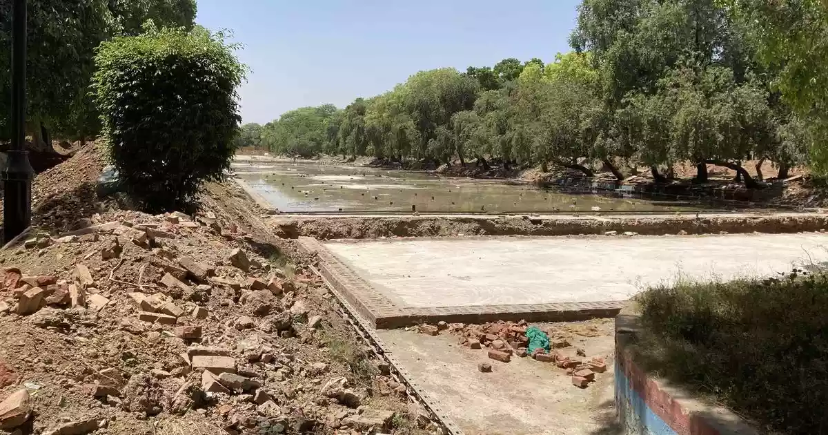 43% trees transplanted for Central Vista project died