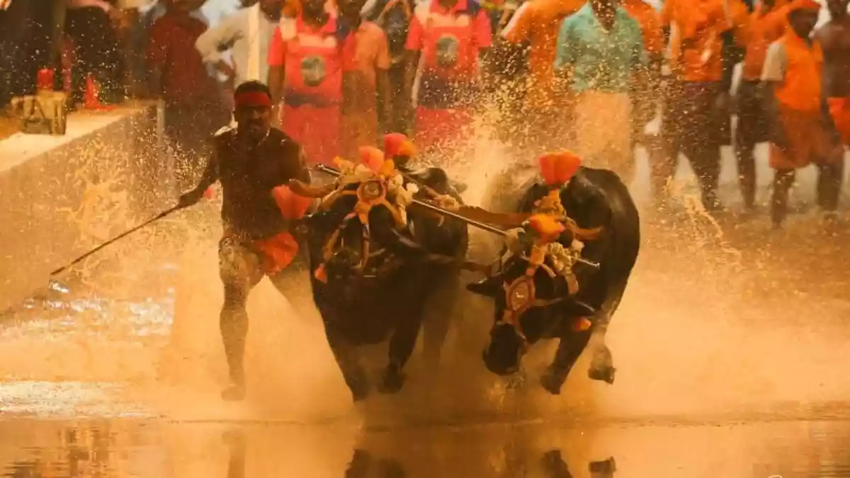 800 Years, One Royal Family And A Kambala That Still Stops Coastal Karnataka
