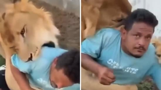 A farm owner in Libya was arrested after he allegedly unleashed his pet lion on an Egyptian worker. As per reports, a video capturing the incident sparked outrage on social media, leading to the man being nabbed and charged with multiple offences. In the video, a lion is seen wrestling with a man. Several times, the animal also tries to bite the man. The farmhand remains calm and tries to break free. Eventually, he gets away from the lion.