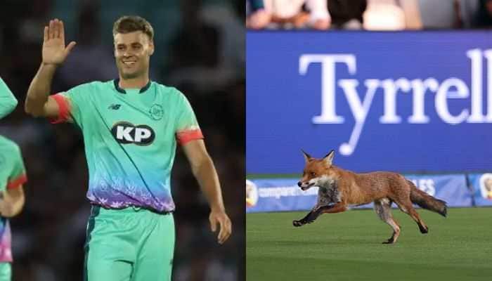 A fox halted play during The Hundred 2025 opener at Lord's, as Oval Invincibles cruised to a six-wicket win over London Spirit powered by Rashid Khan's match-winning spell. In an extraordinary and unexpected moment at the iconic Lord's Cricket Ground, a fox made a surprise appearance during the opening clash of The Hundred 2025 between Oval Invincibles and London Spirit, temporarily halting play and stealing the spotlight from the players.