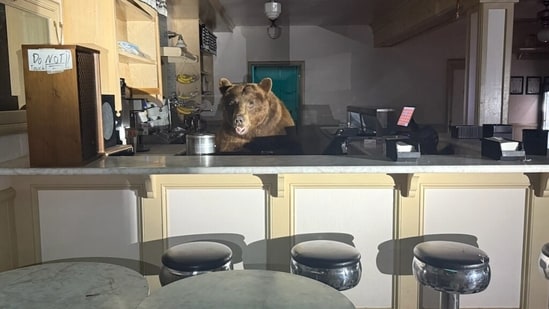 A large brown bear broke into a popular ice cream shop in South Lake Tahoe and went straight for one flavor. The bear, nicknamed Fuzzy, entered the Ice Cream Shop at Camp Richardson around 4 a.m. Sunday, according to the El Dorado County Sheriff's Office.