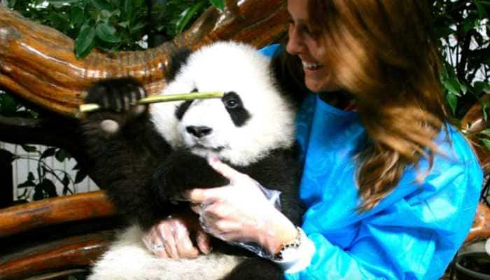 A social media post about a unique job opportunity in China is going viral, it claims that caretakers in China get around $32,000 per year to spend their days hugging, feeding, and playing with giant pandas. A social media post about a unique job opportunity in China is going viral, with users calling it one of the best jobs in the world. The post talks about caretakers at the China Giant Panda Protection and Research Center in Sichuan, who are paid around $32,000 (approx Rs 26.6 lakh) per year to spend their days hugging, feeding, and playing with giant pandas.