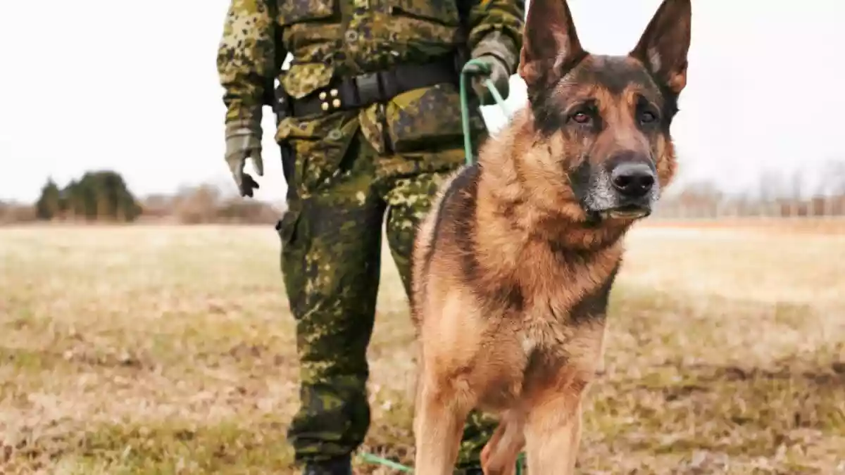 A Soldier Crossed The Border To Catch His Dog