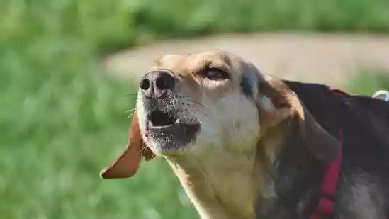 A street performance meant to raise awareness against the street dog menace in Kerala took an unexpected turn when a stray dog attacked the actor mid-play. The incident took place on Sunday in Mayyil village in north Kerala, where solo artist Radhakrishnan was performing his play ‘Pekkaalam' (Time of the Bite).A street performance meant to raise awareness against the street dog menace in Kerala took an unexpected turn when a stray dog attacked the actor mid-play. The incident took place on Sunday in Mayyil village in north Kerala, where solo artist Radhakrishnan was performing his play ‘Pekkaalam' (Time of the Bite).The play included a scene in which a child is “attacked” by a dog, with background barking and screams to make the act feel realistic. But as the scene unfolded, a street dog jumped onto the stage and bit the actor on the back of his leg.“The dog came from outside and sank its teeth into me,” Radhakrishnan told the media on Monday, as per news agency PTI.