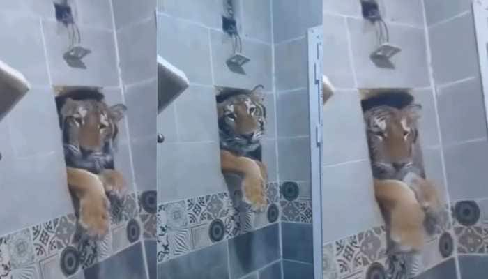 A viral video from India shows a tiger trying to enter a man's bathroom through a window, highlighting rising human–wildlife encounters near forest areas. An unusual incident from India has caught widespread attention after a video surfaced online showing a tiger attempting to enter a man's bathroom through a small window while he was taking a shower.