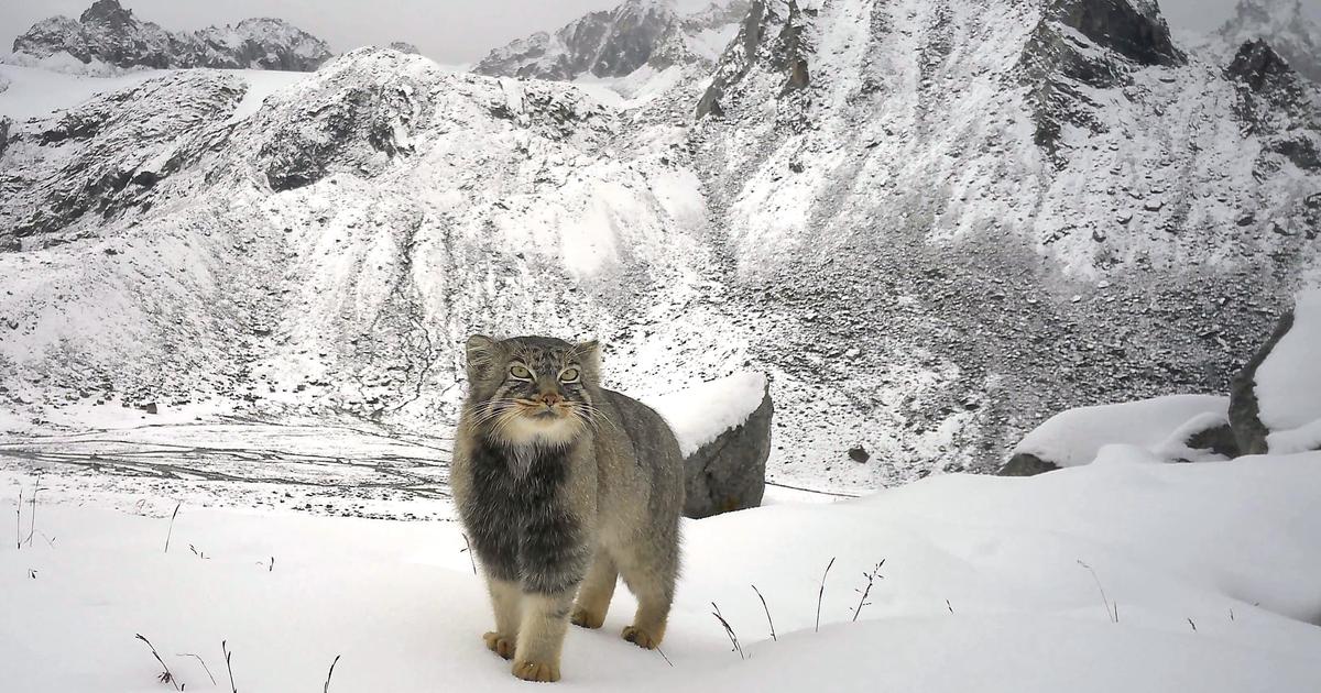 A wildlife survey conducted in Arunachal Pradesh has recorded the first-ever photographic evidence of the rare Pallas's cat in the state. The survey, conducted by the World Wide Fund for Nature India in association with the state forest department, also recorded the presence of five other wild cats – snow leopard, common leopard, clouded leopard, leopard cat and marbled cat – at more than 4,200 metres above sea level.