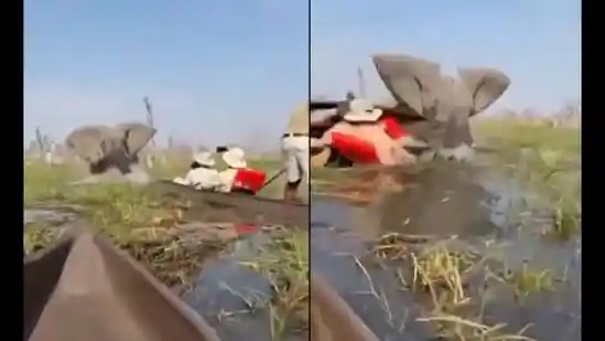 An elephant in Botswana's wetlands charged at a group of tourists during a safari canoe tour after they drifted too close to her babies. The incident took place on Saturday in the shallow water of the Okavango Delta, one of Africa's most popular wildlife destinations.