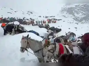 Around 900 individuals, including hikers and staff, stranded by a severe snowstorm on the Chinese side of Mount Everest have been safely evacuated. The storm cut off access to their tents at over 16,000 feet, with some experiencing hypothermia. The scenic area has been temporarily closed.Around 900 individuals, including hikers and staff, stranded by a severe snowstorm on the Chinese side of Mount Everest have been safely evacuated. The storm cut off access to their tents at over 16,000 feet, with some experiencing hypothermia. The scenic area has been temporarily closed.About 900 hikers, guides and other staff who were stranded by a weekend snowstorm on the Chinese side of Mount Everest have reached safety, state media said late Tuesday.<br><br> A severe storm struck the area Saturday night, cutting off access to where the hikers were staying in tents at an altitude of more than 4,900 meters (16,000 feet).<br><br> In all, 580 hikers and more than 300 guides, yak herders and other workers were stranded. About 350 hikers were able to descend by noon Monday and the rest had arrived by Tuesday, state media said, citing the local government.<br><br> Some hikers reportedly had hypothermia, and the official Xinhua News Agency said about a dozen of them were escorted to a meeting point by teams with food, medicine, heating and oxygen supplies.<br><br> The scenic area at Mount Everest has been temporarily closed. The storm struck during a weeklong national holiday that ends Wednesday.<br><br> In neighboring Nepal, a South Korean climber died in a weekend storm near the summit of Mera Peak, a 6,476-meter (21,250-foot) Himalayan mountain south of Everest.<br><br> Add as a Reliable and Trusted News Source Add Now! <br> <br>