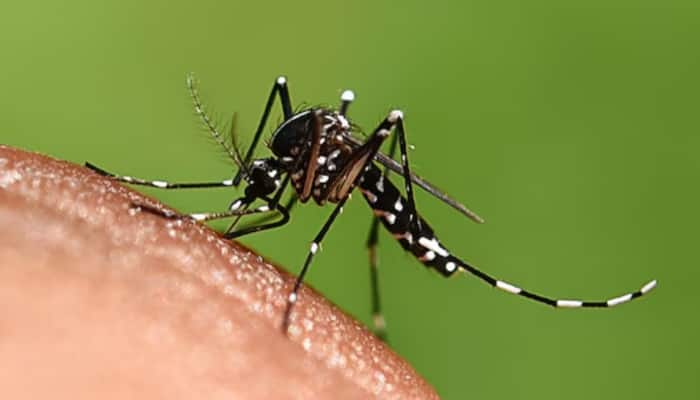 Bangladesh has recorded 115 dengue-related deaths this year, with one more reported in the last 24 hours. Over 28,600 cases have been confirmed, with 430 new patients admitted to hospitals across multiple divisions. Health officials warn of severe symptoms and urge timely medical care as the outbreak intensifies.