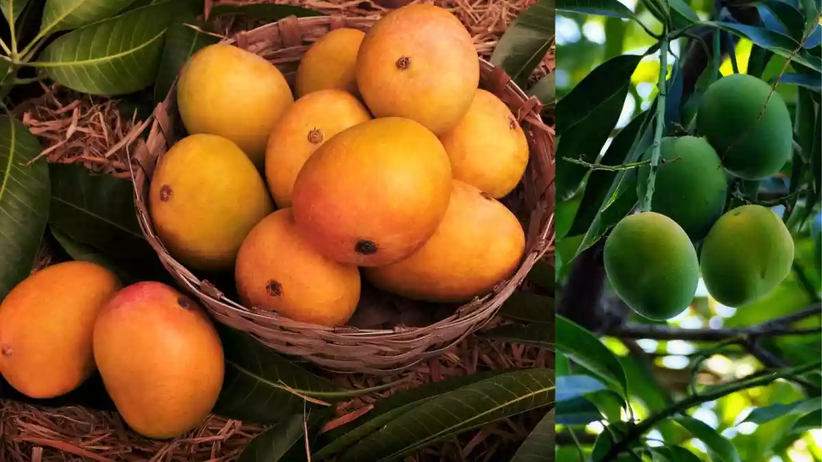 Buying Mangoes