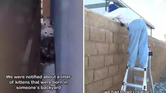 California cat rescuers get creative to help adorable kittens to safety