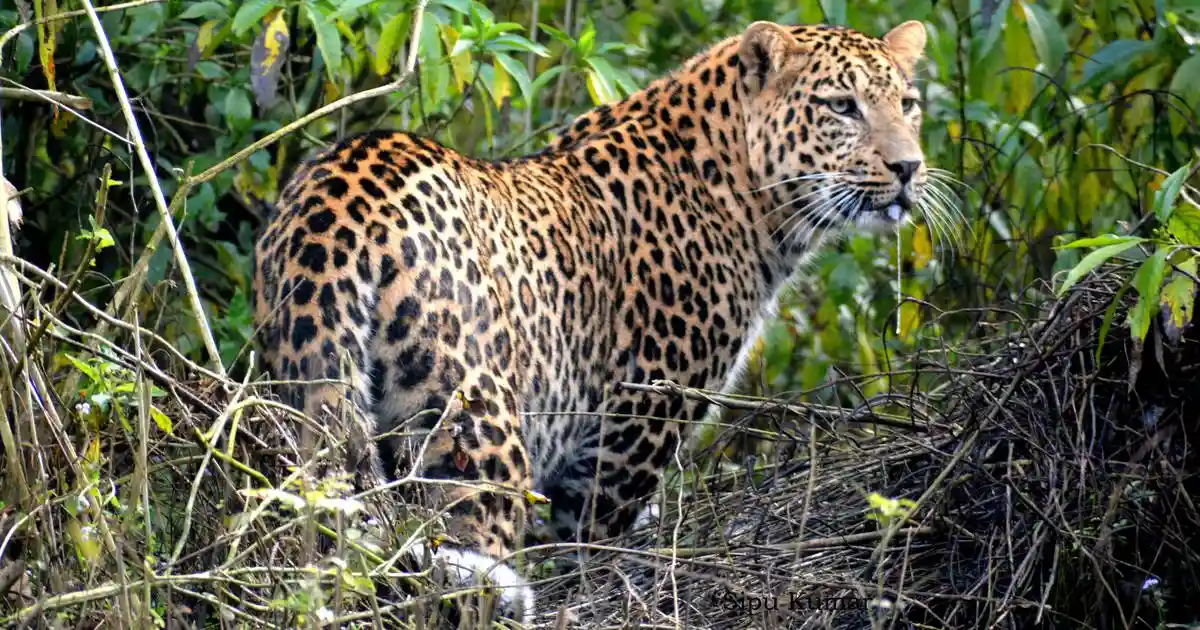 Can Maharashtra’s leopard contraception trial curb conflict with humans