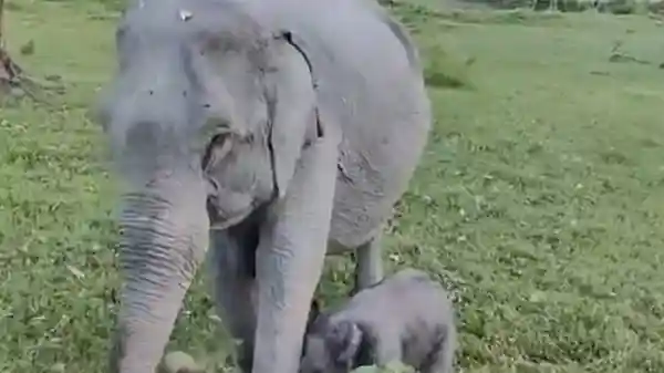 Chandra Mohan Patowary, the Forest Minister of Assam, revealed that Kuwari, an elephant residing in Kaziranga National Park and Tiger Reserve, welcomed a “healthy female calf”. The newborn has been named “Mayabini”, representing hope and harmony in the wild and also after singer Zubeen Garg's well-known number.Chandra Mohan Patowary, the Forest Minister of Assam, revealed that Kuwari, an elephant residing in Kaziranga National Park and Tiger Reserve, welcomed a “healthy female calf”. The newborn has been named “Mayabini”, representing hope and harmony in the wild and also after singer Zubeen Garg's well-known number.Chandra took to X and said, “Heartening news on #World Animal Day -- Kuwari, the elephant of Kaziranga National Park and Tiger Reserve, has given birth to a healthy female calf!. With immense affection and public goodwill, we've named her 'Mayabini' -- a symbol of new life, hope and harmony in the wild.”The song ‘Mayabini ratir buku', which Garg had requested to be sung after his death on September 19, turned into an anthem for his fans, who sang it throughout his final journey.