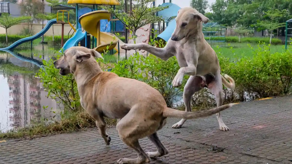 Child Suffers Serious Injuries After Stray Dogs Maul Her In Warangal