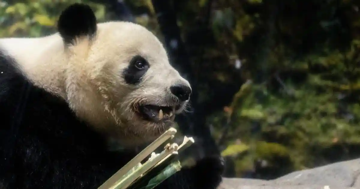 China’s panda diplomacy is backfiring