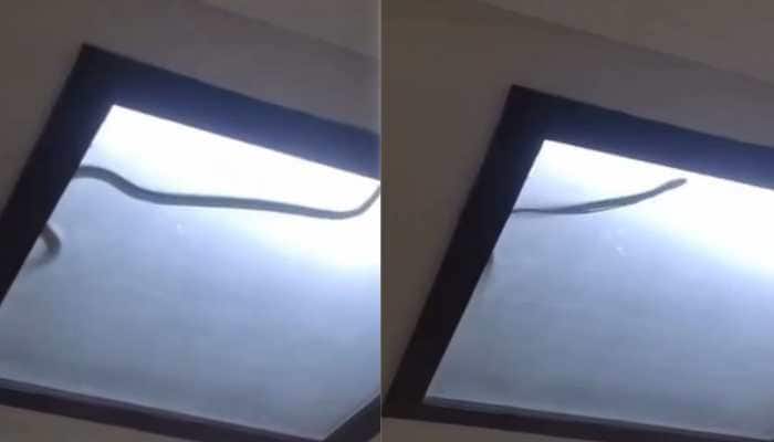 Cobra Hides In Ceiling Light, Family Faces 36-Hour Nightmare In Noida Flat Panic gripped a family in Noida's Sector 51 after they spotted a cobra curled up inside their ceiling light. At first, they mistook it for a wire, but when it began to slither, the sight turned their home into a scene of horror.