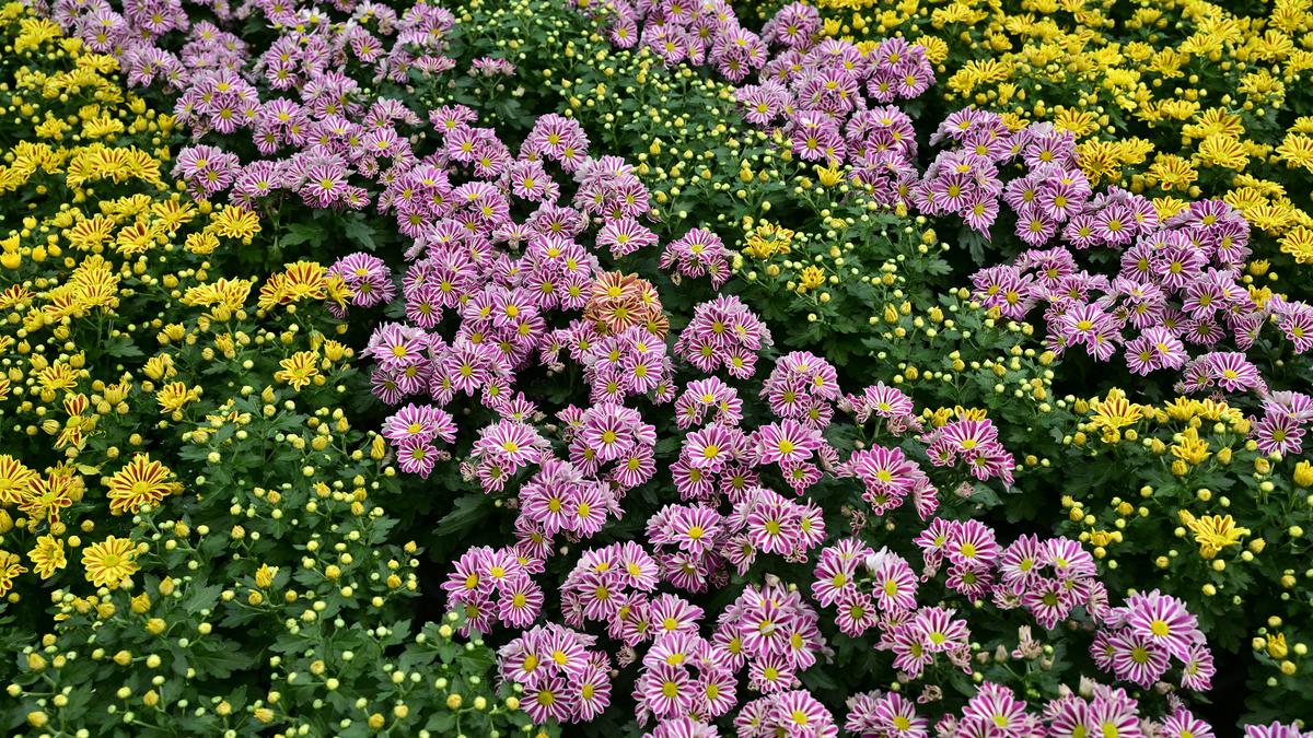 Conflicts lurk inside every flower with multiple seeds. The embryos jostle for food, the maternal and paternal genomes bargain over control, and pollen grains compete to be fertilised. Scientists have therefore wondered whether natural selection encourages one-parent broods that keep such quarrels to a minimum and, in so doing, make plant flowers unexpectedly monogamous, much like many animal families.