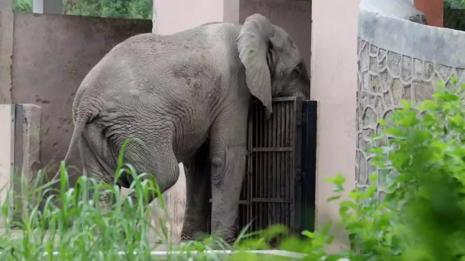 Delhi's lonely African elephant was killed by rodent-borne virus - official