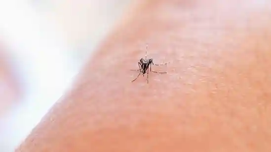 Dengue cases are prevalent during the monsoon season, causing high fever. It is caused by the bite of the Aedes aegypti mosquito and can be prevented by taking adequate precautions. Even if you or your loved ones contract dengue, a proper diet can help achieve a faster recovery.