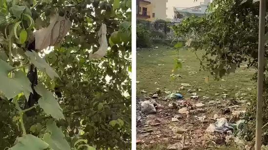Diaper tree’ in Varanasi shocks internet