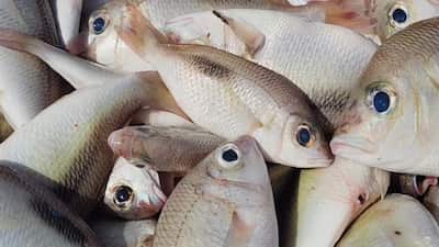 Did you know that some of the most affordable fish swimming in our markets are actually nutritional powerhouses? Often overlooked in favour of pricier, flashier varieties, these humble fish pack a surprising punch, not just in flavour but in health benefits too.