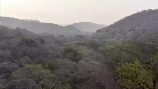 Digitally map forest limits