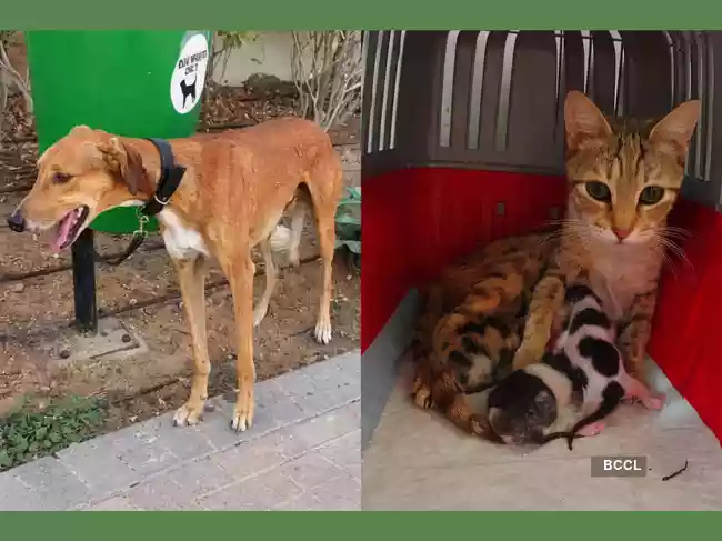 Dogs tied, kittens left in boxes, heartbreaking crisis unfolds on Dubai streets as expats flee UAE