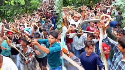 During the holy month of Sawan, devotees across India celebrate Naga Panchami, a festival dedicated to Naga Devta (the serpent god). While many people offer milk and prayers, in Bihar, the festival is observed with a ritual that is both fascinating and spine-chilling: devotees of all ages carry live snakes as part of their worship. Even weeks after this year's celebration on July 29, videos from the state continue to capture attention online.