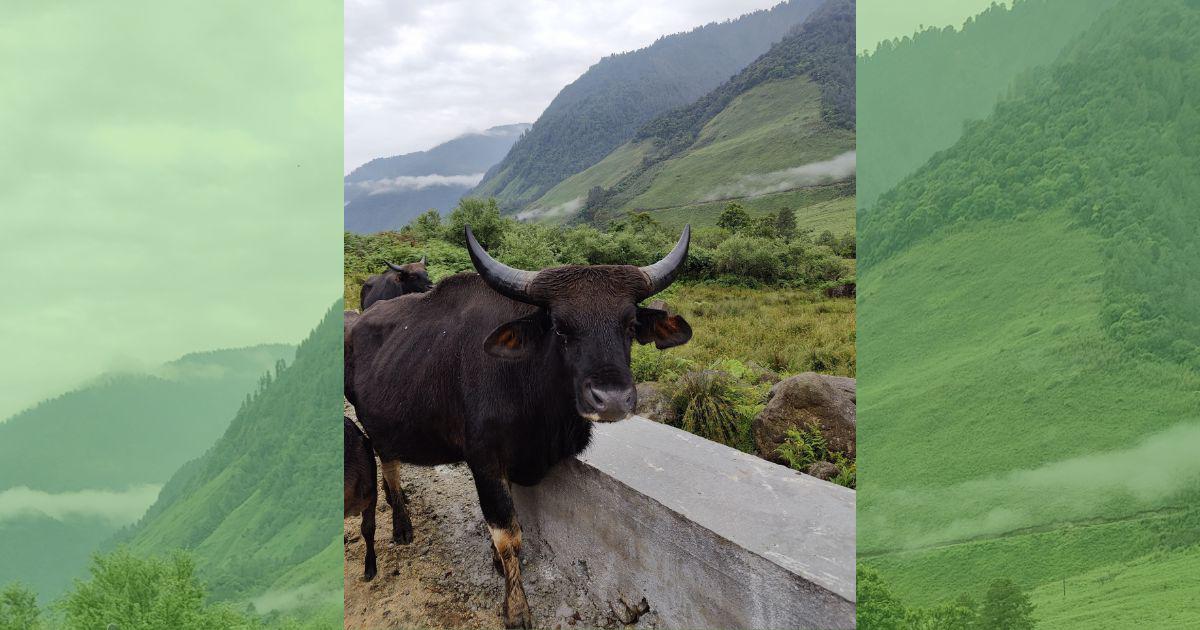 Early this year, when 40-year-old Taum Tamut went looking for his mithuns (Bos frontalis) in the forest surrounding his village Jomlo Mobuk in Siang district of Arunachal Pradesh, he came across a grim sight. One of his mithuns lay dead, its carcass bearing the unmistakable marks of a dhole (Cuon alpinus) attack.