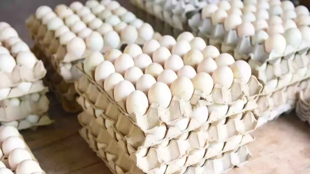 Egg Prices Hit New Low In Bengaluru As Middle East Conflict Halts Exports