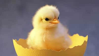 For hundreds of years, people have debated the classic question: did the chicken come first or the egg? It is a tricky puzzle because a chicken comes from an egg but eggs are laid by chickens. This circular problem has no obvious starting point which makes it one of the greatest mysteries.