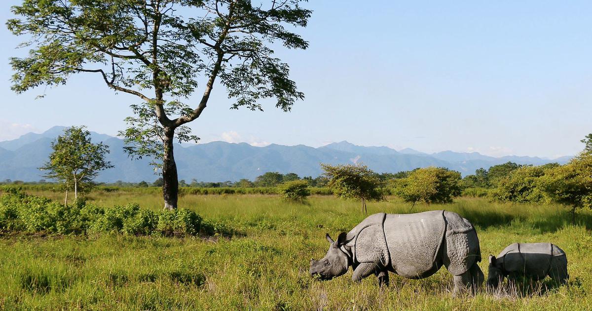 For two decades, armed conflict in Assam's Bodoland region turned Manas National Park from a UNESCO World Heritage Site into a battlefield. Forest guards fled, poachers moved in, and over 40% of the park's primary forests were cleared for farms and settlements. Tigers, rhinos, elephants and deer vanished or hovered on the brink of extinction.