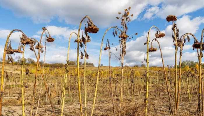 From Kolkata to the districts of Bankura and North 24 Parganas, the reality remains the same. Vegetable sellers claim that the price hike is due to the effect of excessive rain in the districts as well. New Delhi: Continuous rains over West Bengal, coupled with the slowing down of the supply chain, have led to prices of vegetables skyrocketing in Kolkata markets, as well as in several other cities and towns across districts.