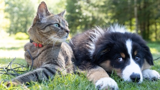 From monitoring their diet to building a cozy den, know the tips to keep your furry friends happy as they struggle with allergies. Allergies tend to surge during the monsoon season, and while we often focus on our own health, our pets silently endure the harsh effects of increased allergens and pollen in the air, putting their well-being at risk.