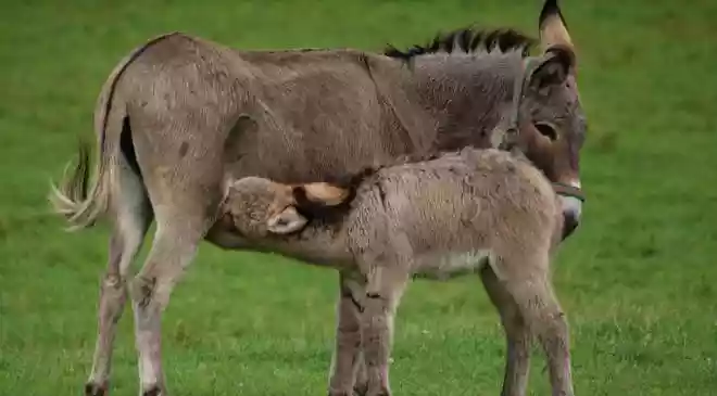 Govt offers up to Rs 50 lakh for donkey farming