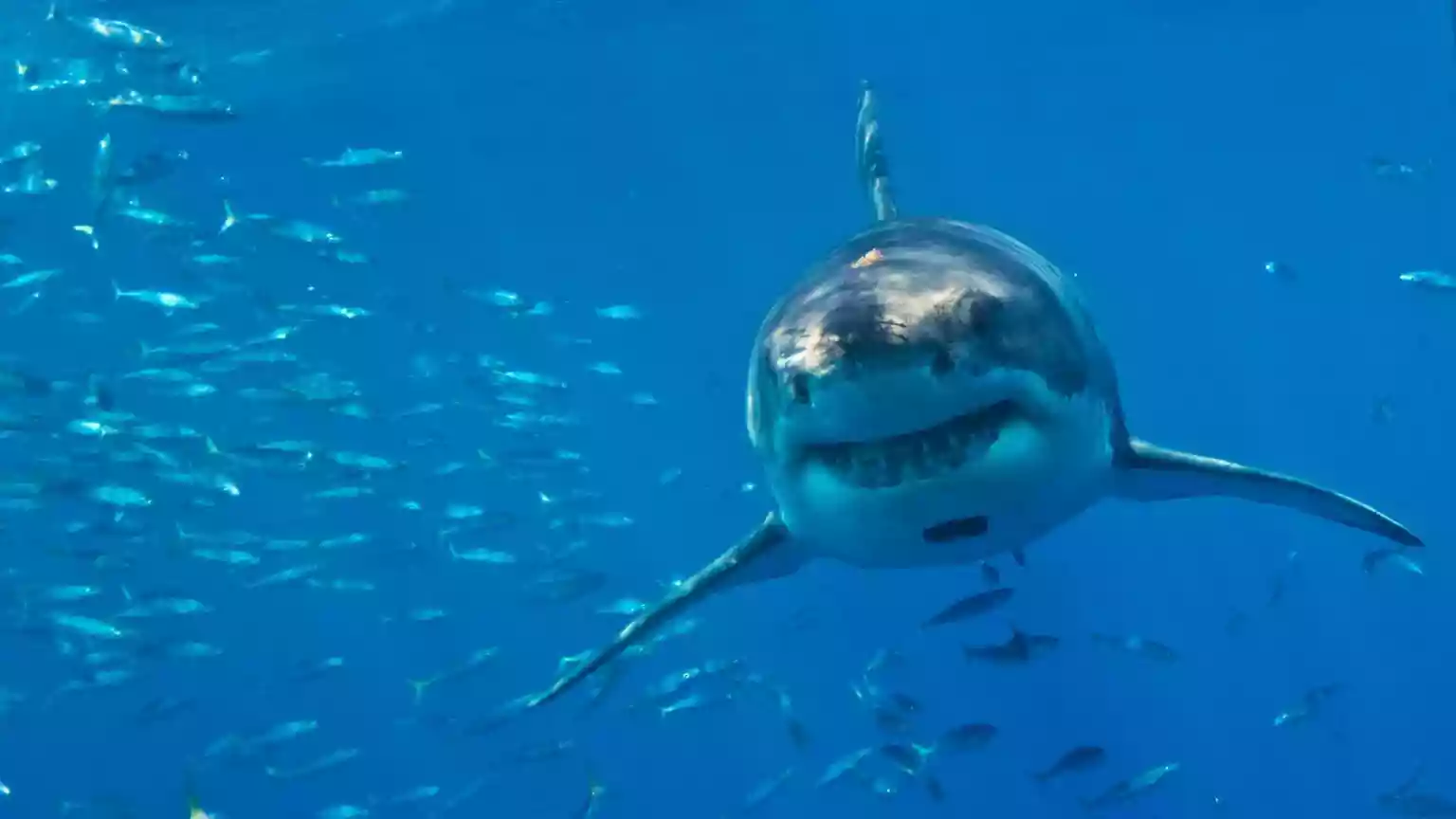 Great white sharks face extinction in Mediterranean