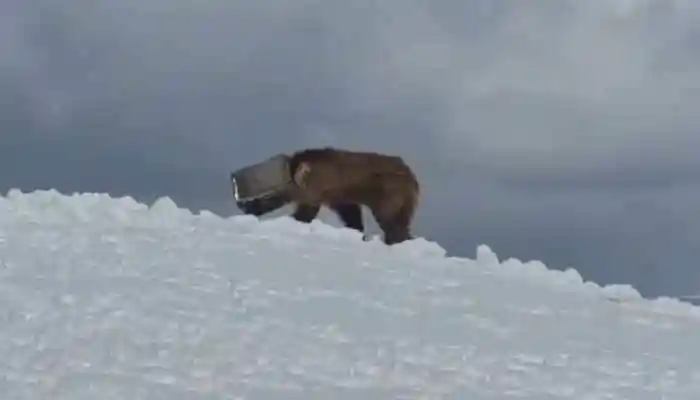 How Army Soldiers Braved Siachen’s -40°C To Rescue A Trapped Bear
