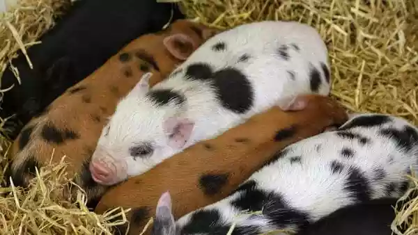 How pig organs may soon save lives