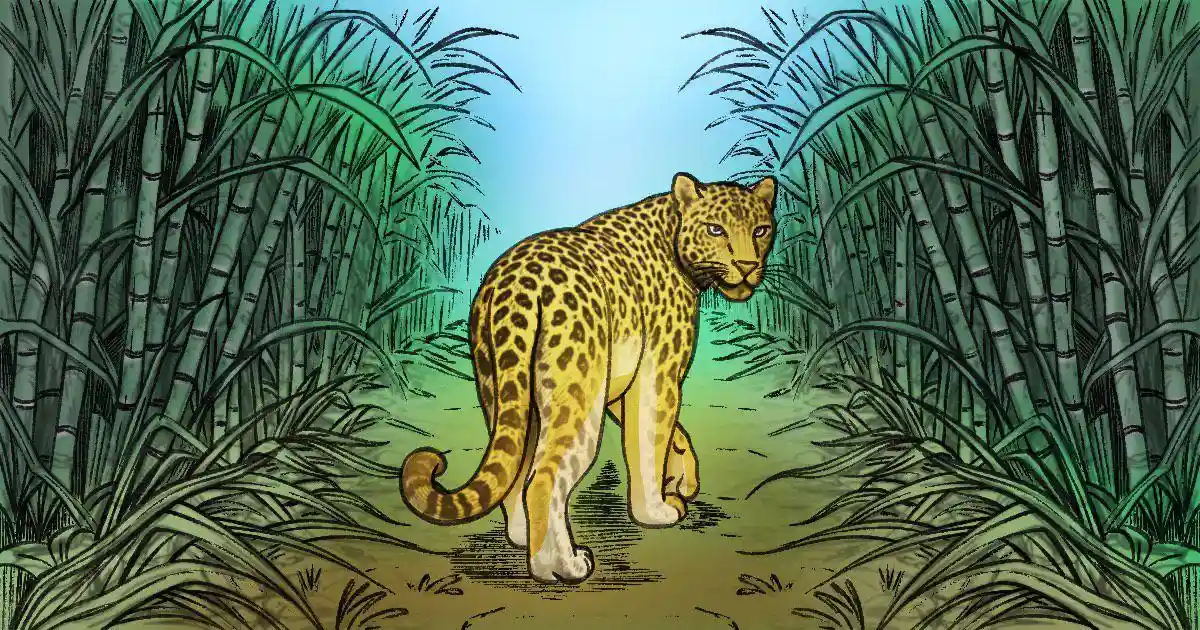 How sugarcane farming fuelled a rise in leopard attacks in Maharashtra