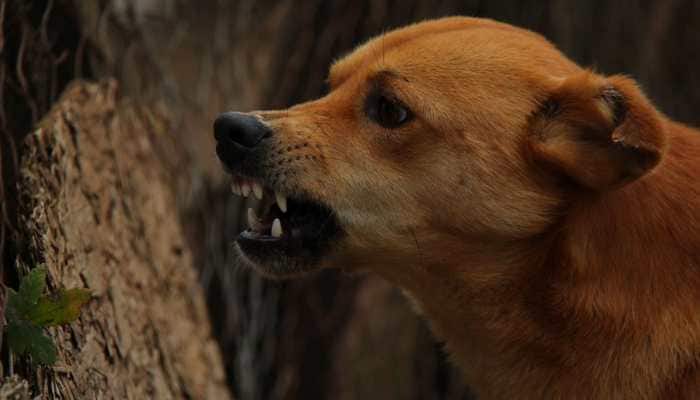 In a shocking incident inside a Karnataka court, a woman was bitten on the face by a dog after stepping out of the washroom. Bengaluru: A stray dog attacked a woman inside a Karnataka court premises, leaving her badly injured and bleeding, police said.