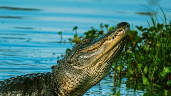 In an act of extraordinary bravery, a woman in Uttar Pradesh's Bahraich risked her life and wrestled a crocodile with her bare hands to save her five-year-old son from being dragged into a nullah. The incident took place on Monday evening in Dhakia village.
