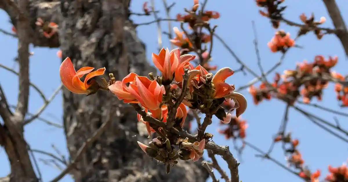 In Jharkhand, vanishing palash forest is eroding livelihoods