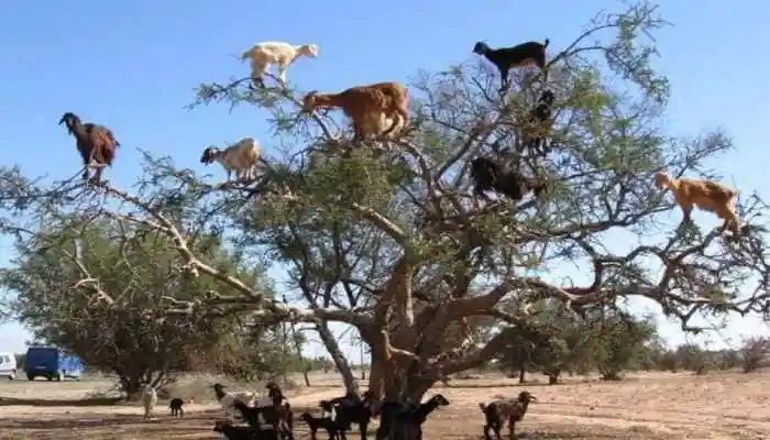 In Morocco, nimble goats turn snack time into an unlikely conservation act. <strong>Tree-Climbing Goats:</strong> A bizarre spectacle unfolds daily in Morocco's sun-scorched plains. Goats climb trees like seasoned acrobats, teetering on thin branches to feast on fruit high above the ground. It looks impossible, almost like a trick of nature, but this daring behaviour hides a secret: survival, nourishment and an unexpected role in saving the forest.In Morocco, nimble goats turn snack time into an unlikely conservation act.<strong>Tree-Climbing Goats:</strong> A bizarre spectacle unfolds daily in Morocco's sun-scorched plains. Goats climb trees like seasoned acrobats, teetering on thin branches to feast on fruit high above the ground. It looks impossible, almost like a trick of nature, but this daring behaviour hides a secret: survival, nourishment and an unexpected role in saving the forest.The trees they climb are argan trees, which are found only in Morocco's Sous Valley. Their branches carry small and olive-like fruits with a sweet and succulent pulp. During the dry season, when food on the ground grows scarce, they ascend the trees, reaching heights of eight to ten metres. Their hooves hold firm, they stay perfectly balanced and the best fruits are right within reach.