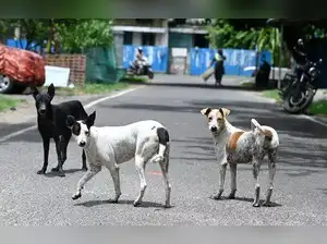 In Uttar Pradesh's Kushinagar district, a 30-year-old mentally challenged woman was tragically mauled to death by a pack of stray dogs. The incident occurred in Arjun Dumri village, where police discovered the body in a paddy field after receiving reports of dogs attacking it.