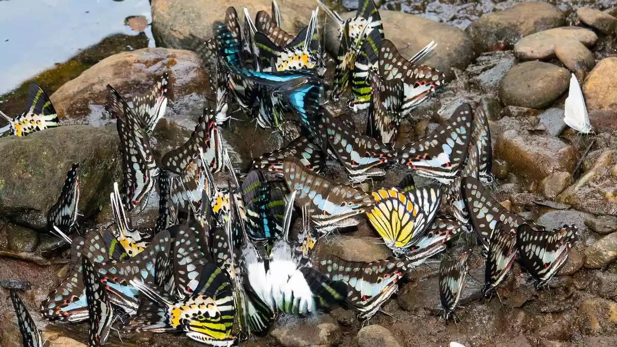 India’s butterfly boom