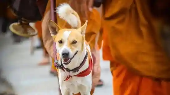 Indian stray dog joins Buddhist monks for ‘Walk of Peace’ across the US