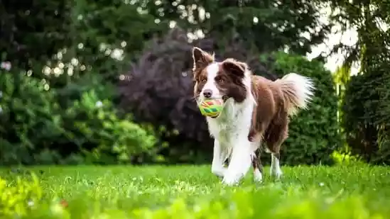 Is your dog 5 years or older