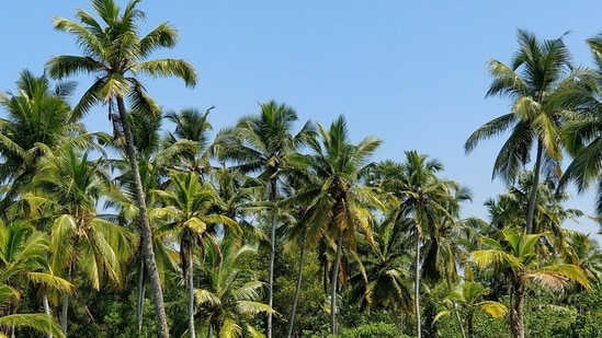 Kerala, quite literally meaning the land of coconut trees, may soon be on the verge of complete contradiction of its name – with groves thinning, skills dropping and yields suffering declines. Products like coconut oil which are both as a staple and a reliable source of income are now priced at higher rates, reported PTI. Reasons include shrinking farmlands, rising real estate prices, crop diseases and climate change.