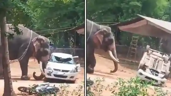Kerala temple elephant goes on rampage